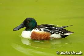 Attēlu rezultāti vaicājumam “Anas clypeata”