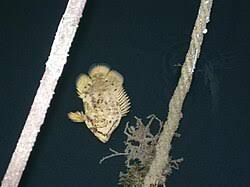 Image result for Lobotes surinamensis