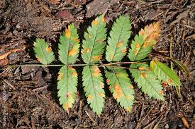 Attēlu rezultāti vaicājumam “Sorbus aucuparia leaf”