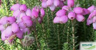 Attēlu rezultāti vaicājumam “Erica tetralix fruit”