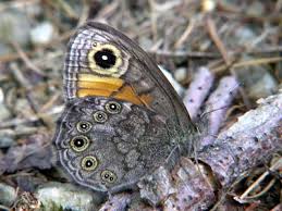 Attēlu rezultāti vaicājumam “Lasiommata petropolitana”