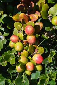 Attēlu rezultāti vaicājumam “Crataegus x macrocarpa fruit”