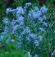 Image result for Dianthus superbus