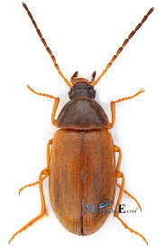 Attēlu rezultāti vaicājumam “Isomira murina”