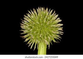 Attēlu rezultāti vaicājumam “Sparganiaceae”