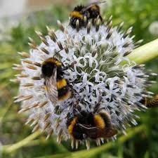 Attēlu rezultāti vaicājumam “Echinops sphaerocephalus”