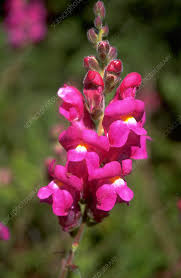 Attēlu rezultāti vaicājumam “Antirrhinum majus”