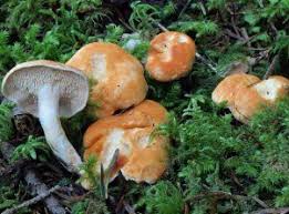 Attēlu rezultāti vaicājumam “Hydnum rufescens”