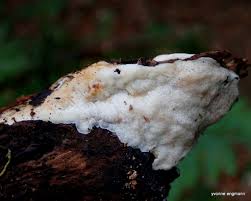 Attēlu rezultāti vaicājumam “Ceriporia viridans”