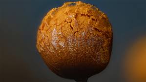 Attēlu rezultāti vaicājumam “Cribraria ferruginea stalked”