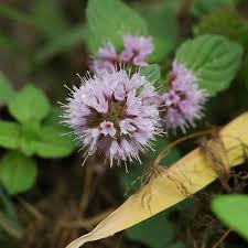 Attēlu rezultāti vaicājumam “Mentha aquatica leaf”