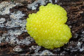 Attēlu rezultāti vaicājumam “Stemonitis flavogenita spores”