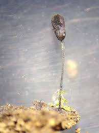 Attēlu rezultāti vaicājumam “Lamproderma columbinum”