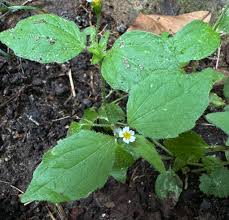 Attēlu rezultāti vaicājumam “Galinsoga quadriradiata”