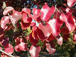 Attēlu rezultāti vaicājumam “Pyrus pyraster”