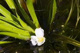 Attēlu rezultāti vaicājumam “Stratiotes aloides flower”