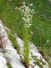 Attēlu rezultāti vaicājumam “Erigeron annuus”