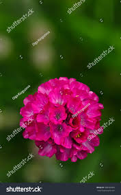 Attēlu rezultāti vaicājumam “Armeria vulgaris leaf”