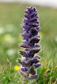 Attēlu rezultāti vaicājumam “Ajuga pyramidalis”