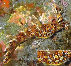 ผลการค้นหารูปภาพสำหรับ Bornella Anguilla