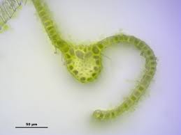 Attēlu rezultāti vaicājumam “Pohlia elongata”