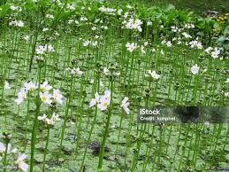Attēlu rezultāti vaicājumam “Hottonia palustris flower”