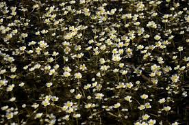 Attēlu rezultāti vaicājumam “Batrachium”