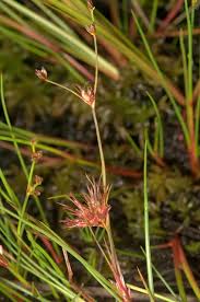 Attēlu rezultāti vaicājumam “Juncus bulbosus”