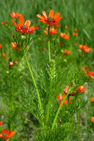 Image result for Adonis aestivalis