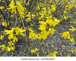 Attēlu rezultāti vaicājumam “Forsythia suspensa flower”