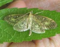 Attēlu rezultāti vaicājumam “Anania lancealis”