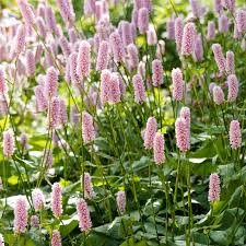 Attēlu rezultāti vaicājumam “Bistorta major fruit”