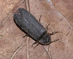 Attēlu rezultāti vaicājumam “Lampyris noctiluca”