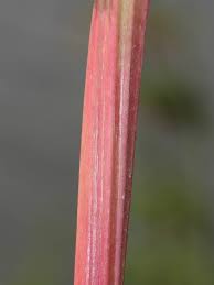 Attēlu rezultāti vaicājumam “Filipendula ulmaria  leaf”