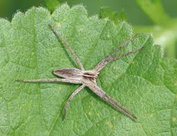 Attēlu rezultāti vaicājumam “Pisaura mirabilis”