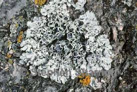 Attēlu rezultāti vaicājumam “Physcia aipolia”