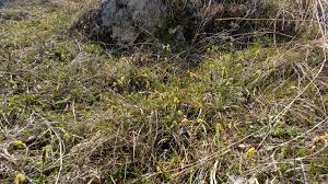 Attēlu rezultāti vaicājumam “Carex caryophyllea leaf”
