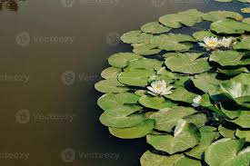 Attēlu rezultāti vaicājumam “Nymphaea candida leaf”
