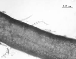 Attēlu rezultāti vaicājumam “Lemanea fluviatilis”
