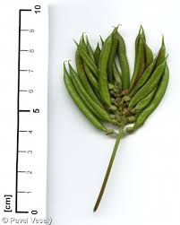Attēlu rezultāti vaicājumam “Astragalus glycyphyllos fruit”