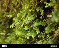 Attēlu rezultāti vaicājumam “Scapania mucronata”