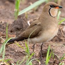 Image result for Glareola pratincola