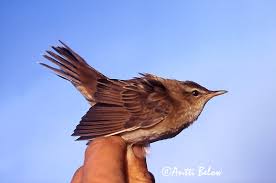 Image result for Locustella certhiola