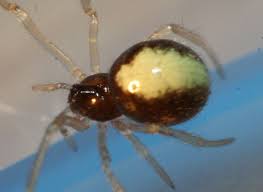 Attēlu rezultāti vaicājumam “Neottiura bimaculata”