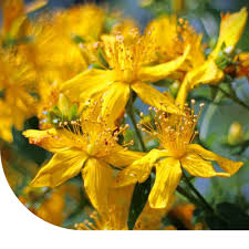 Image result for Johanniskraut