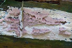 Attēlu rezultāti vaicājumam “Junghuhnia collabens”