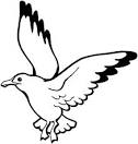 Seagull coloring page