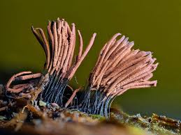 Attēlu rezultāti vaicājumam “Stemonitis axifera”