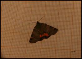 Attēlu rezultāti vaicājumam “Boudinotiana notha”