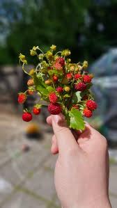 Attēlu rezultāti vaicājumam “Fragaria viridis”